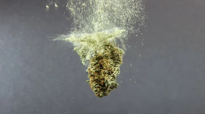 Trichomes Falling