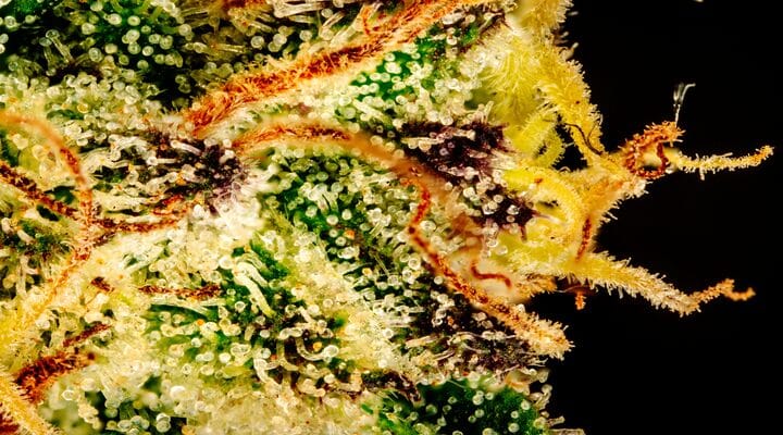 Trichomes close up