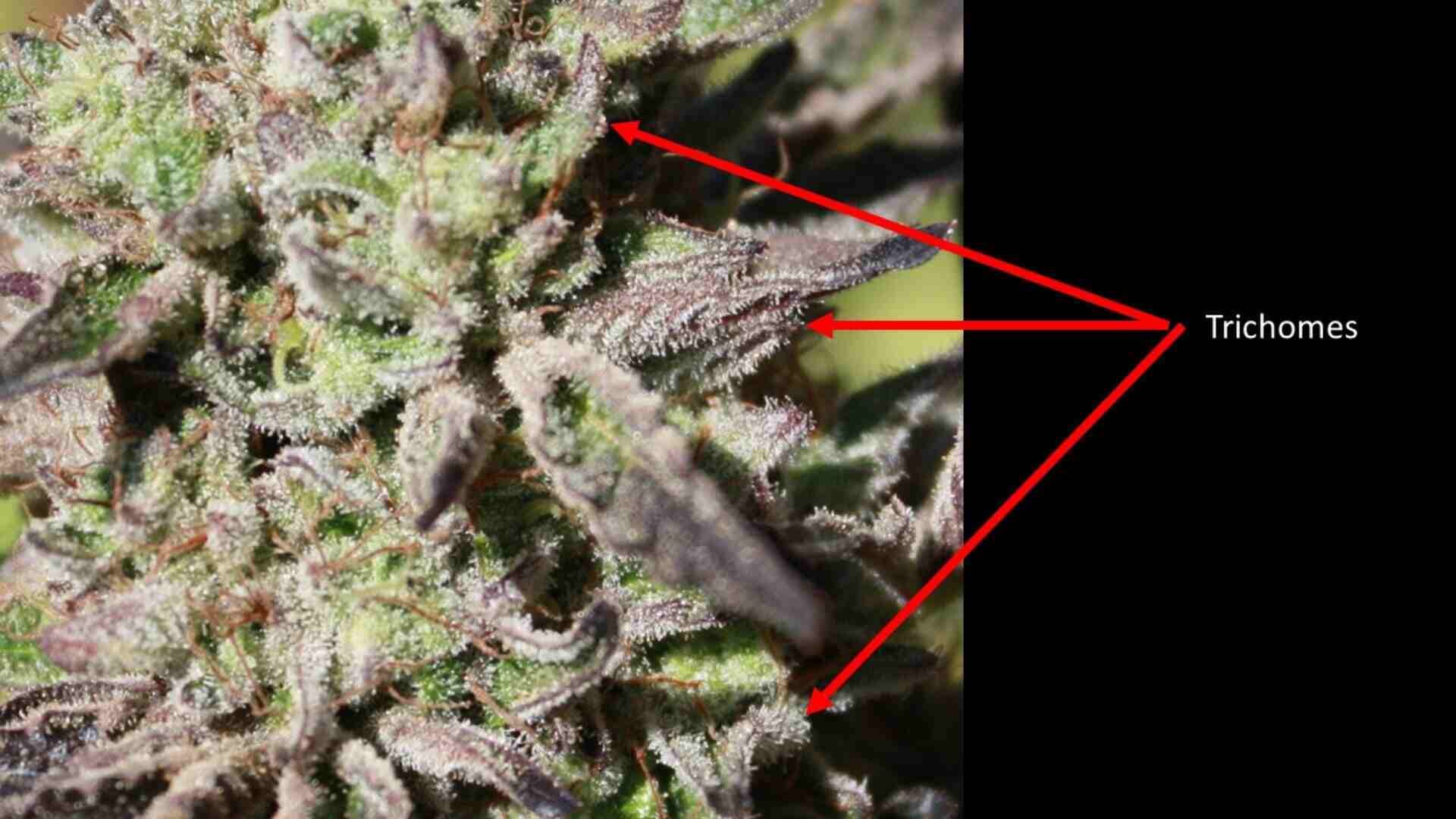 cannabis trichomes highlighted