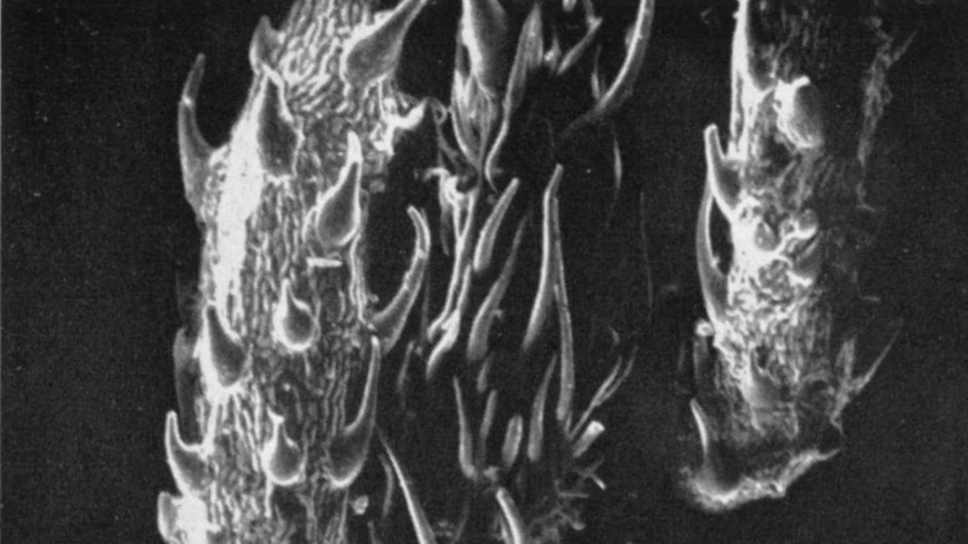 Trichomes under microscope 1972