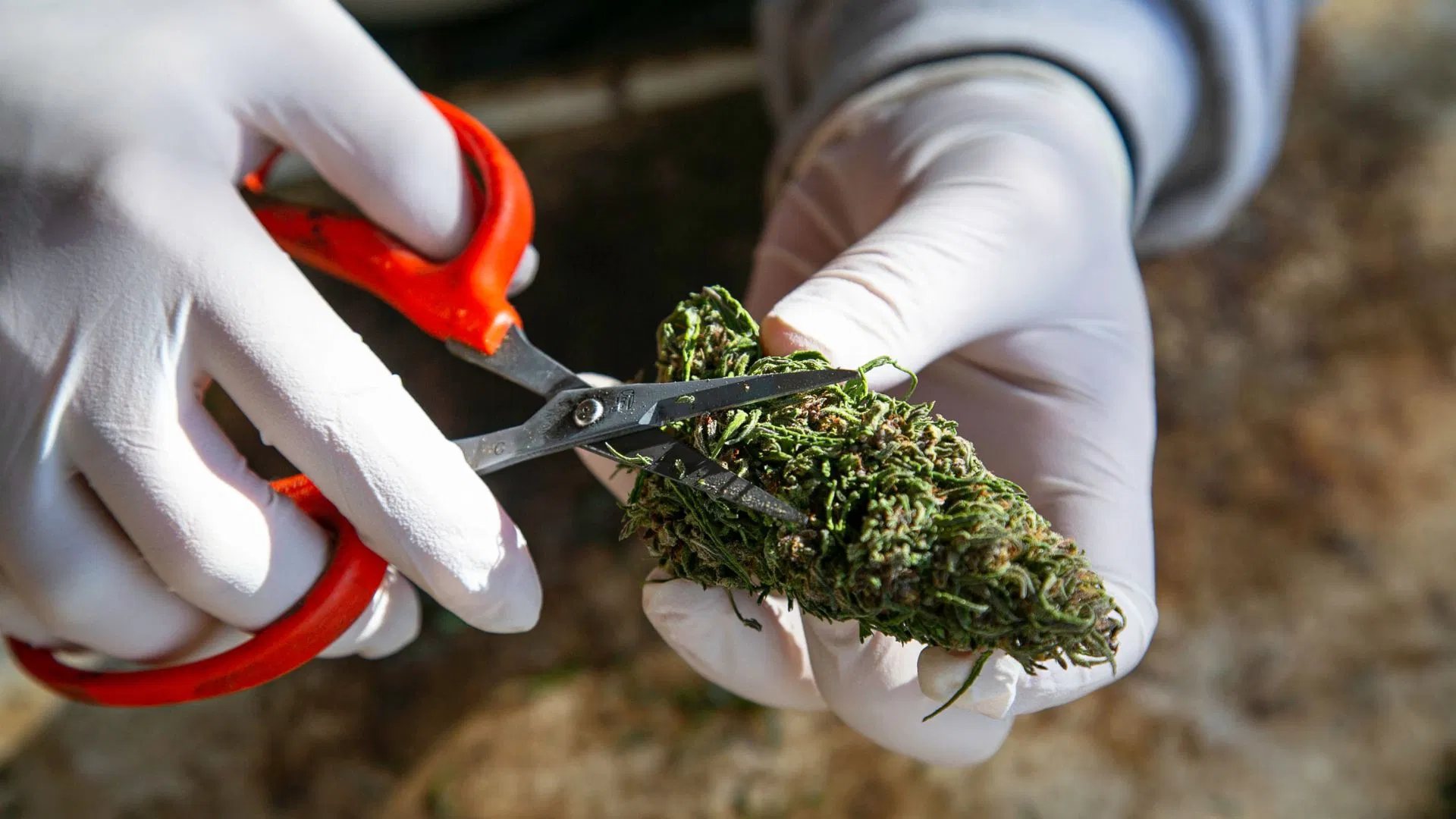 Trim your buds carefully to avoid excess trichome loss