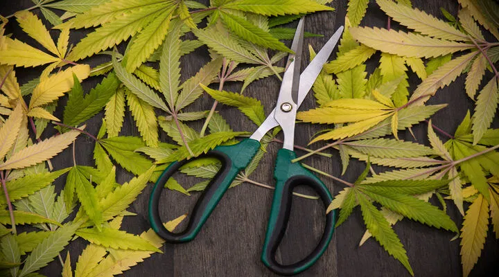 Trimming Scissors