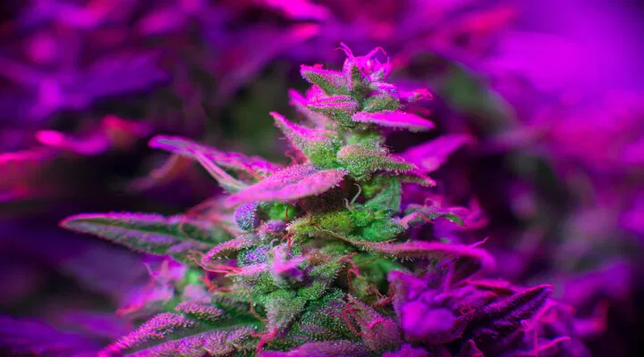 uv light on plant