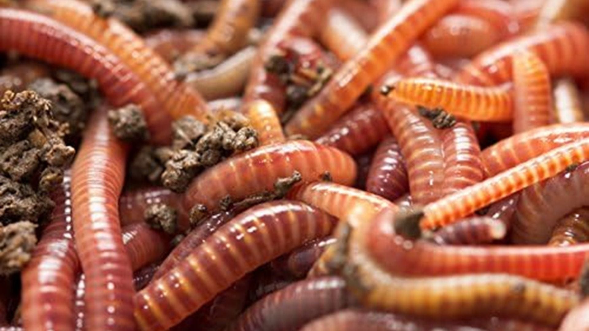 worm composting breaks down organic matter