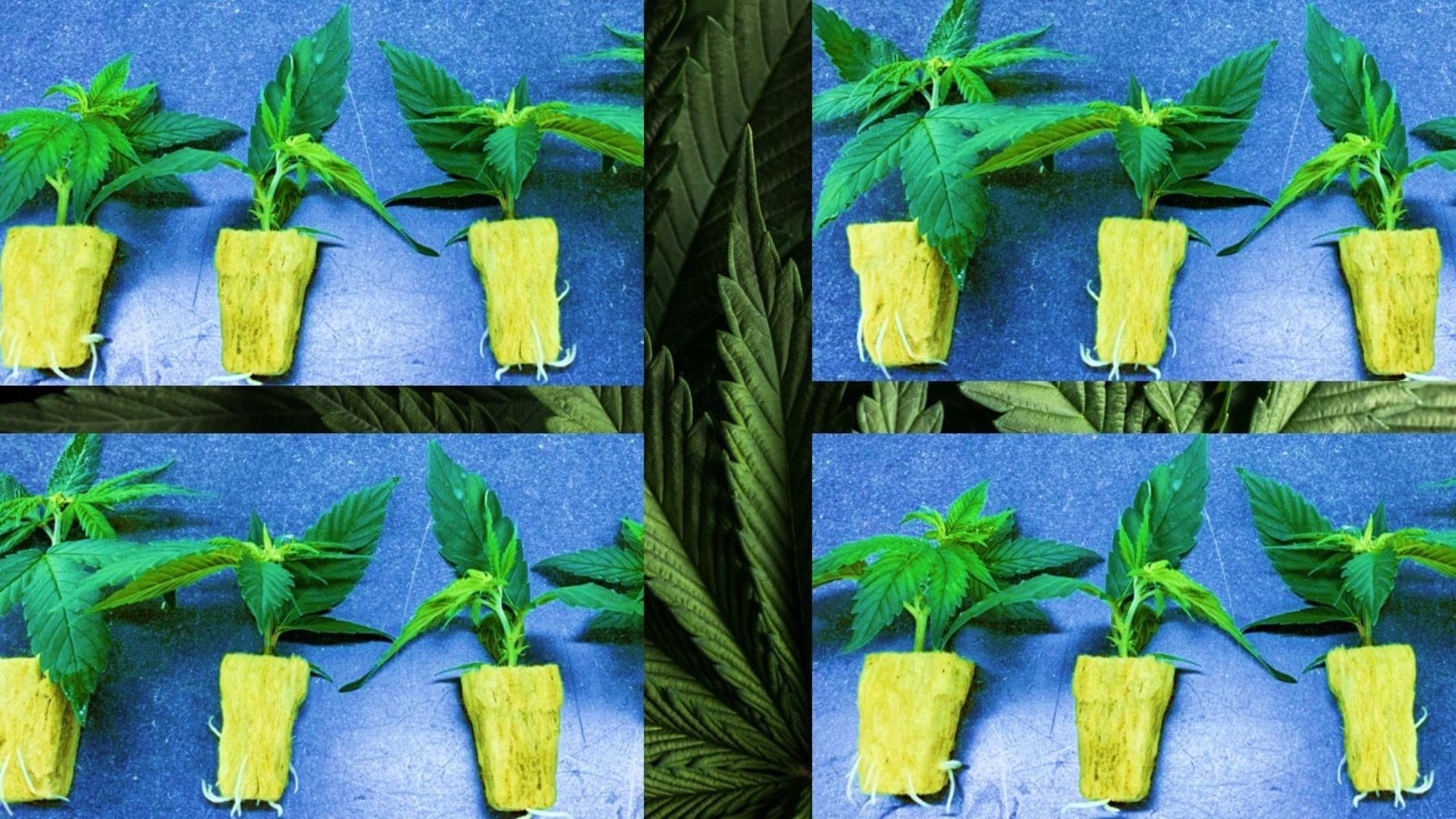 totipotent cells play a crucial role in plant propagation