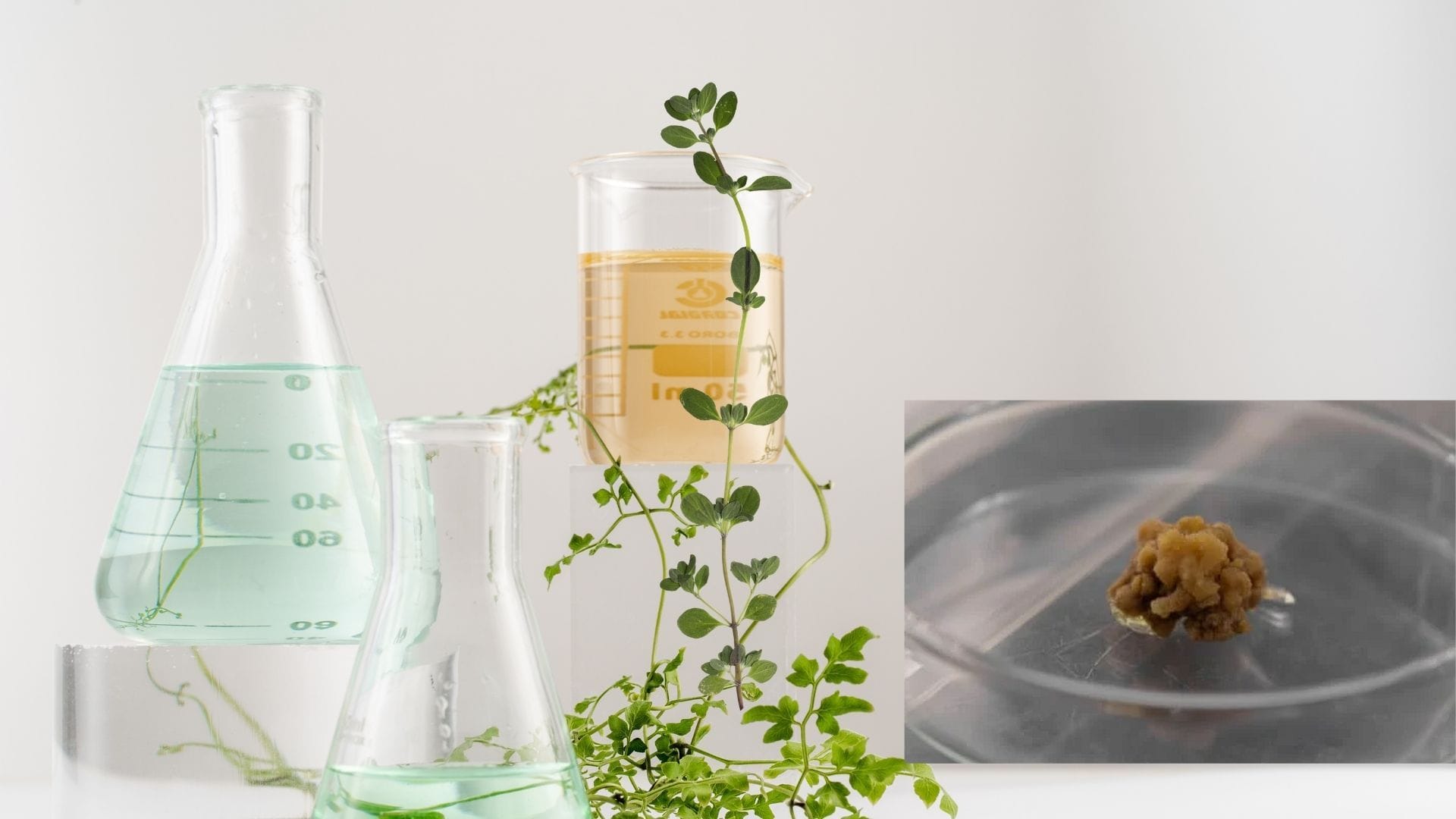 tissue culture examined in a petri dish