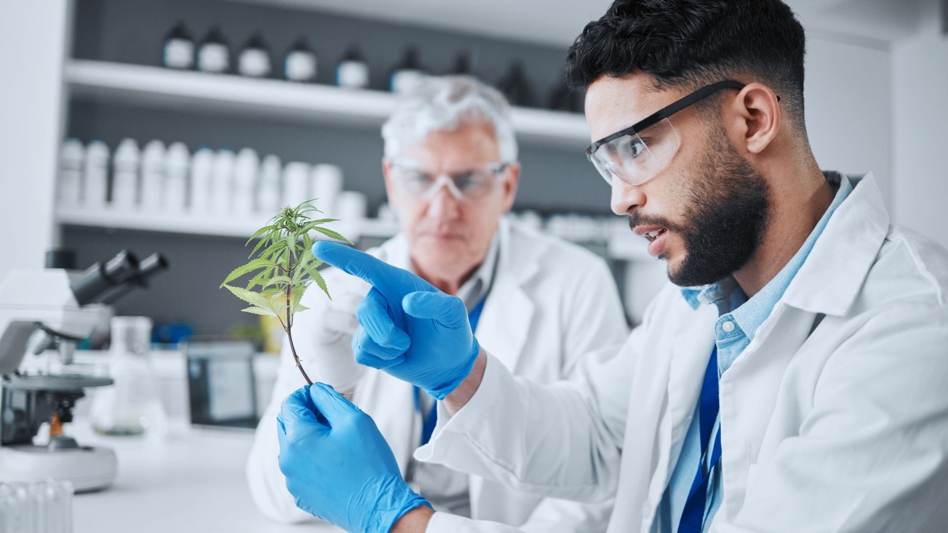 cannabis plant tissue culture work carried out in a laboratory