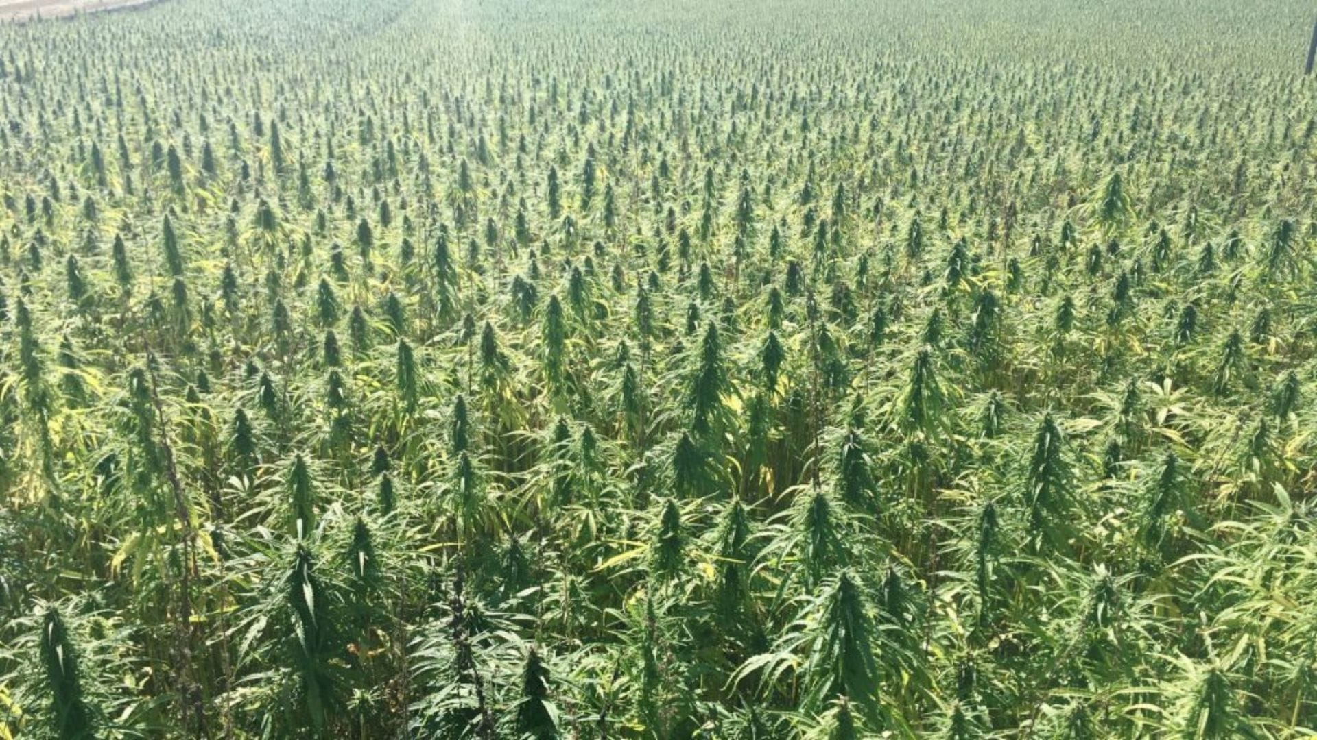Field growing hemp
