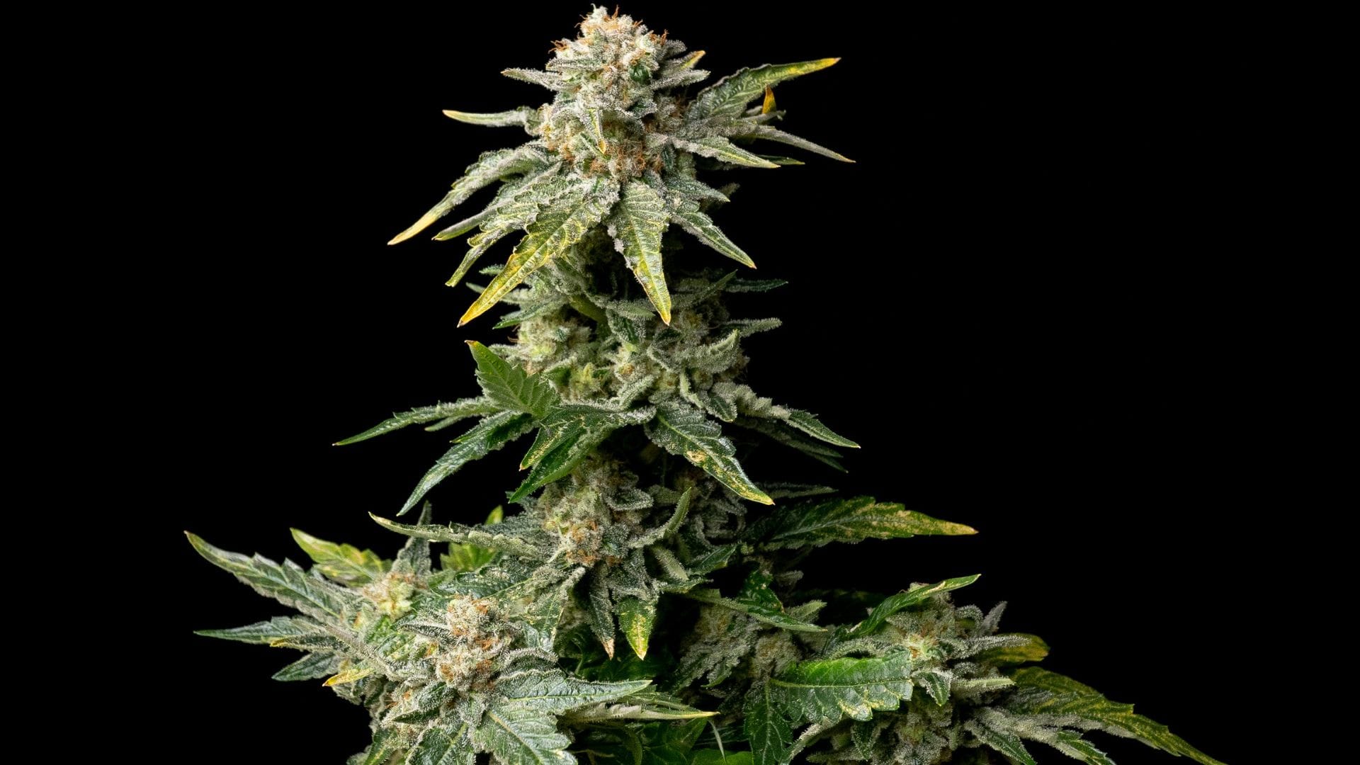 Seedsman White Widow - a welcome take on a classic line