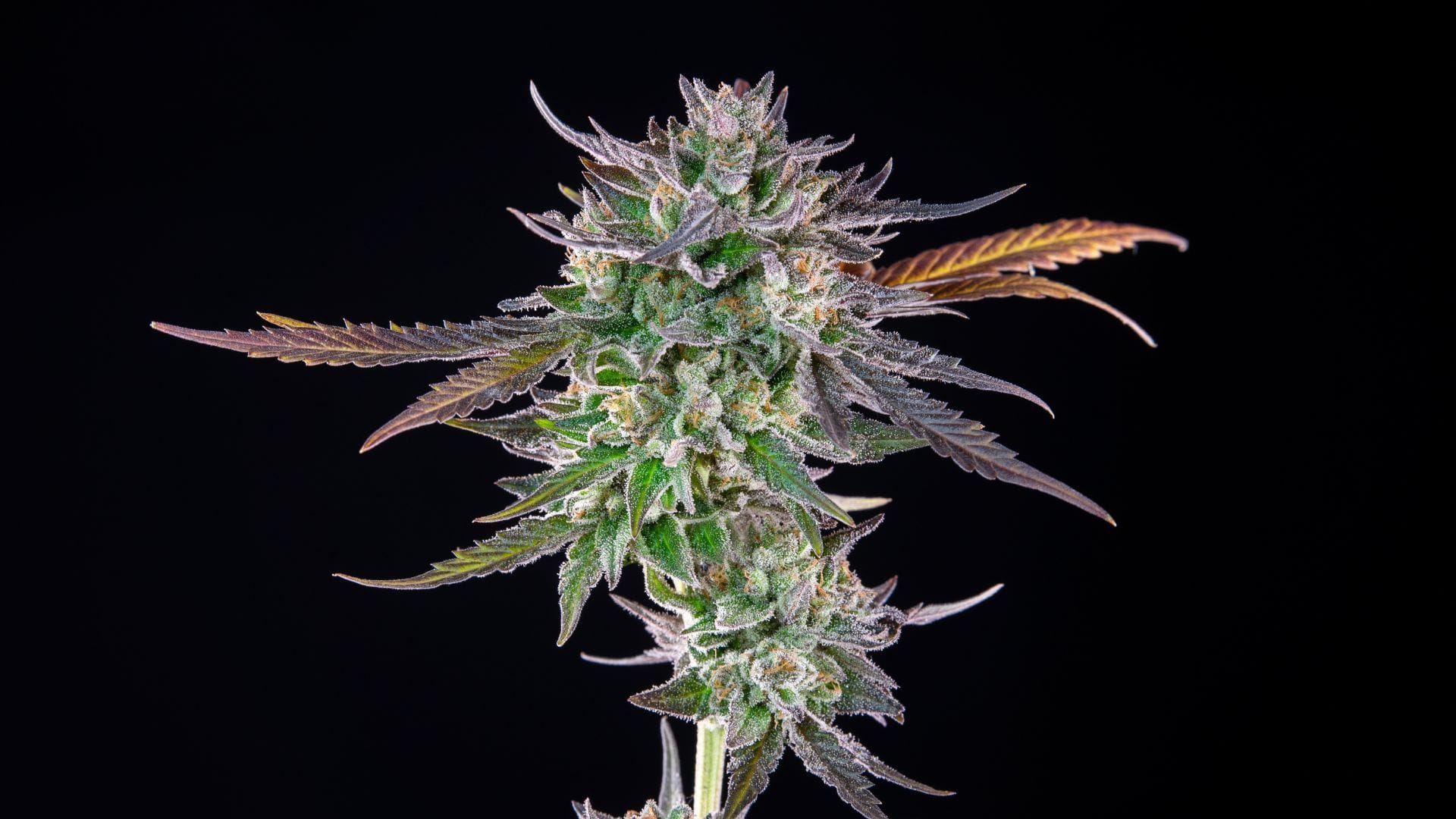 Give the gift of cannabis seeds this Christmas