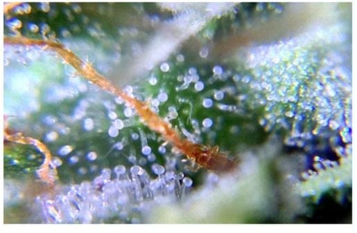 Close Up Image of Cloudy Trichomes