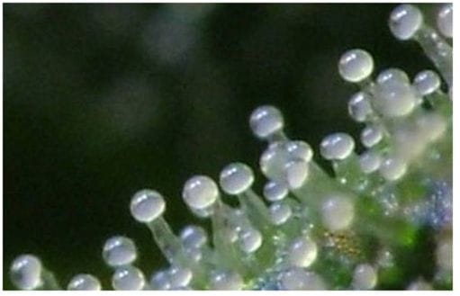 Closeup of Cloudy Trichomes