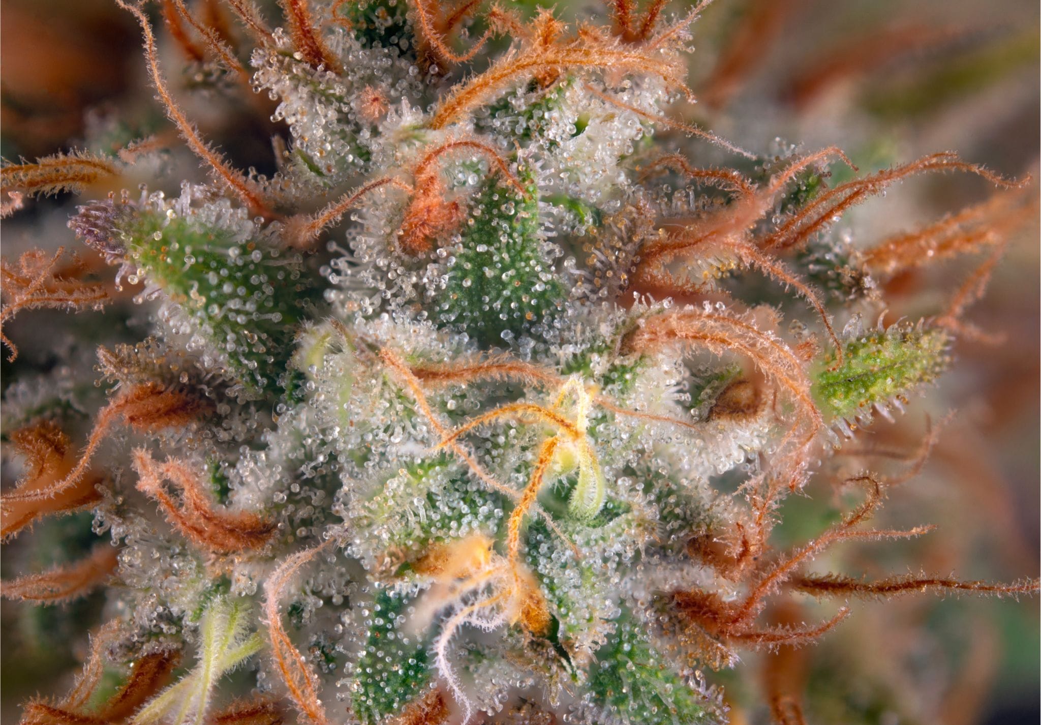 Cannabis Trichomes Resin