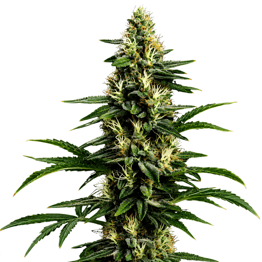 Northern Lights 99 grow along