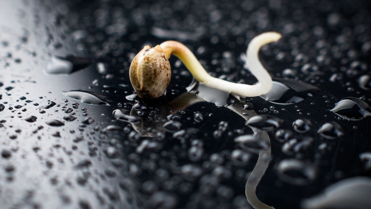 germinate cannabis seeds how to germinate cannabis seeds