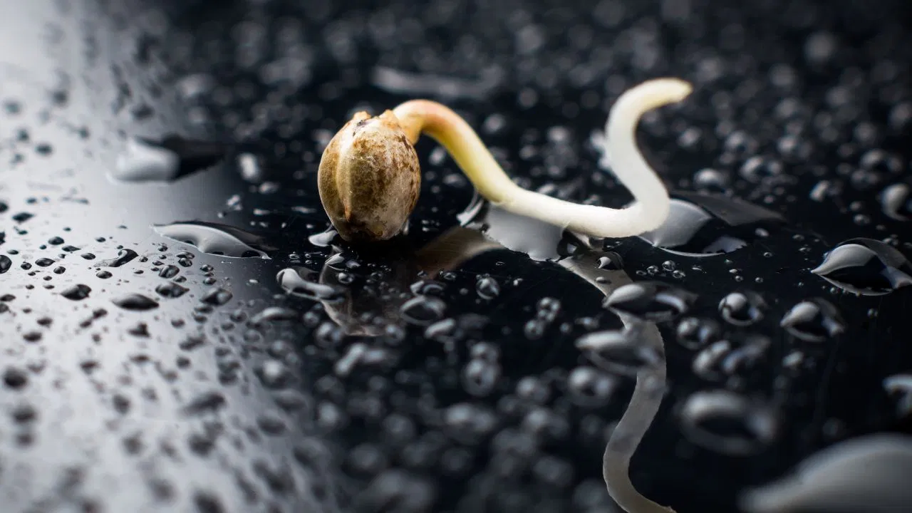 germinate cannabis seeds how to germinate cannabis seeds