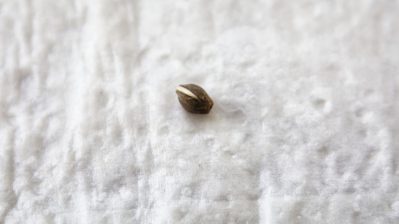 paper towel method germinate cannabis seeds