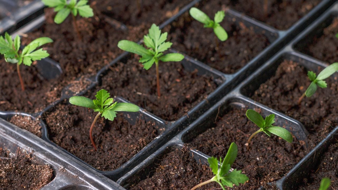 soil plug method germinate cannabis seeds