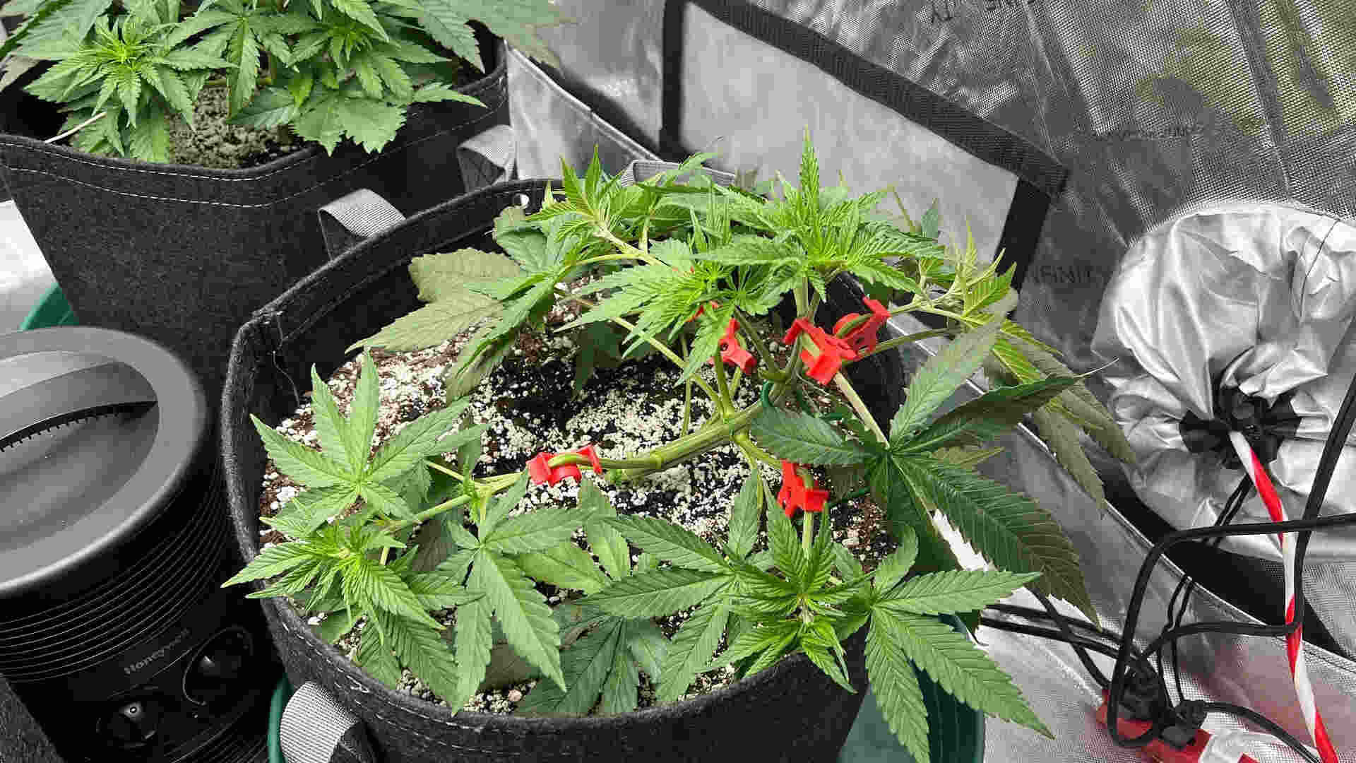 low stress training cannabis plant
