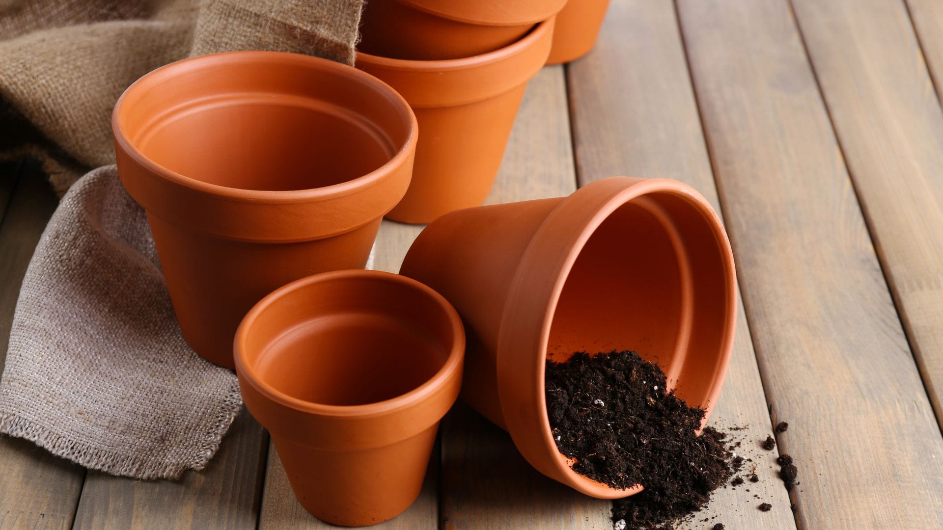 Array of plastic plant pots for growing autos