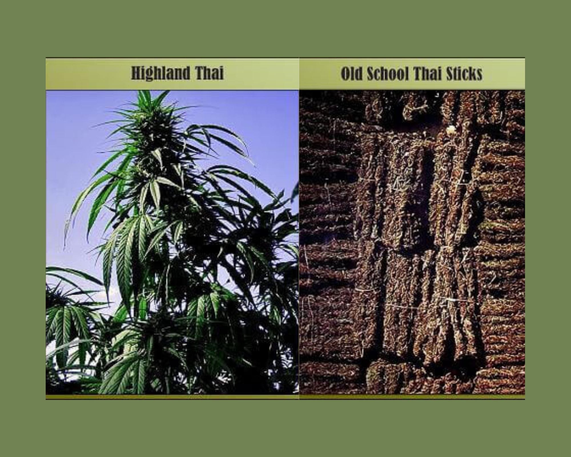 Blueberry's breeding stock