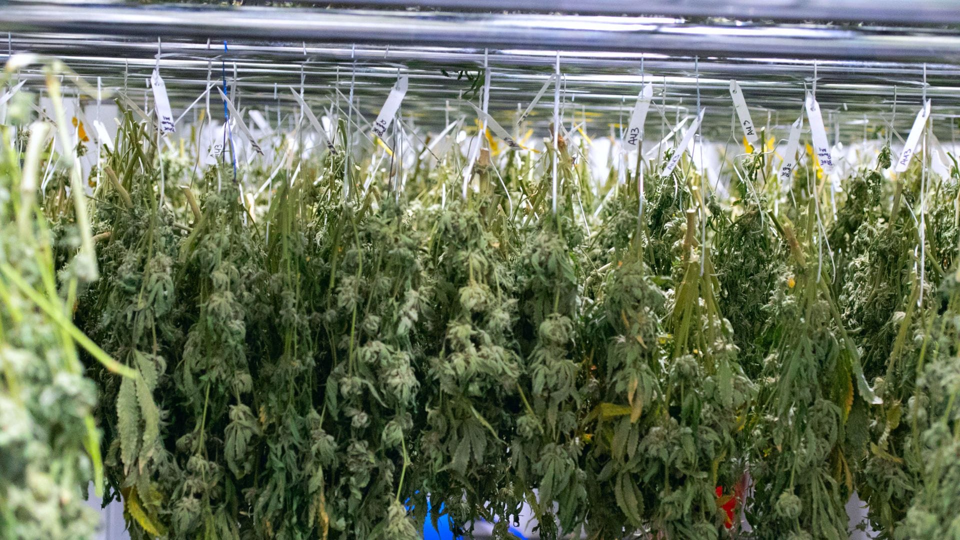 Hanging buds is a great way to dry them 