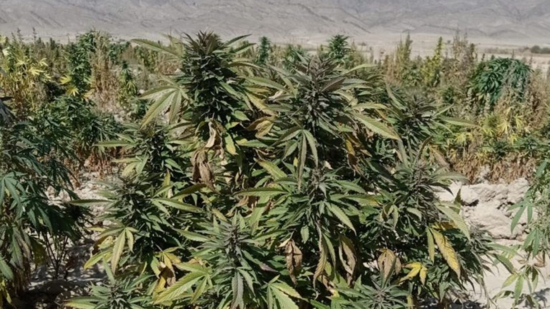 Landrace variety in Kalat, Balochistan