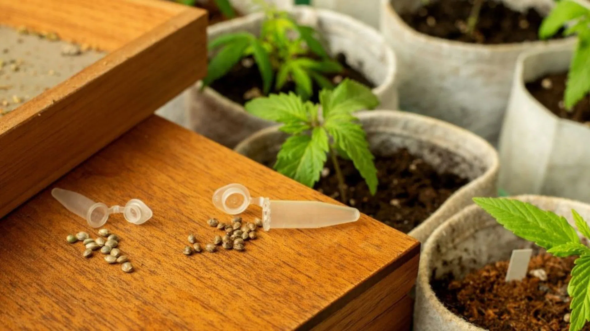 seeds and clones