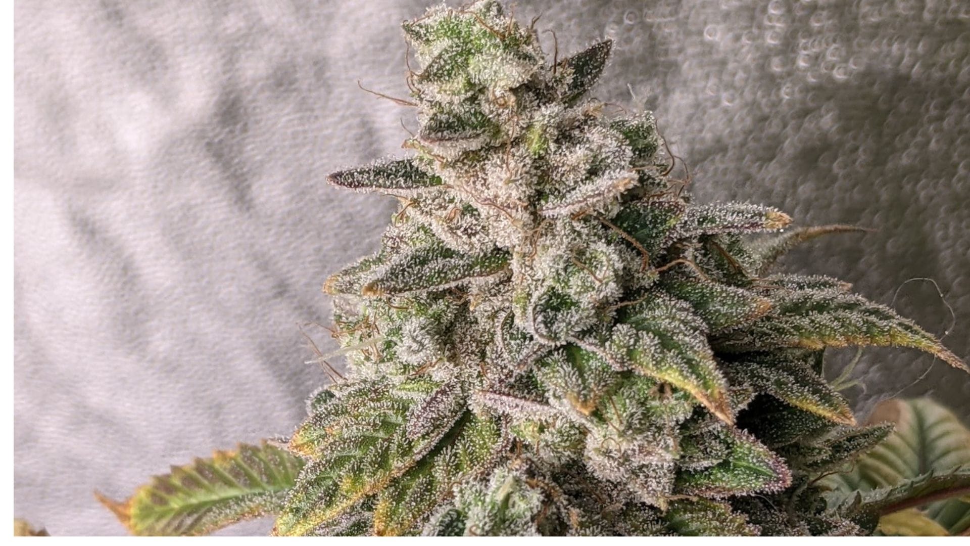 Witches Wedding is a limited edition strain exclusive to Seedsman