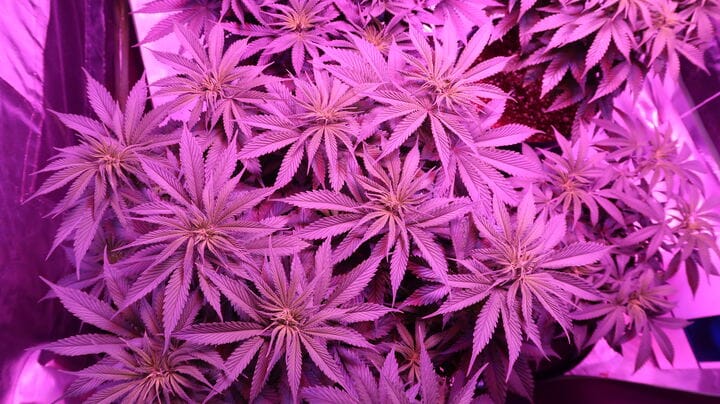 light spectrum influences cannabis yield