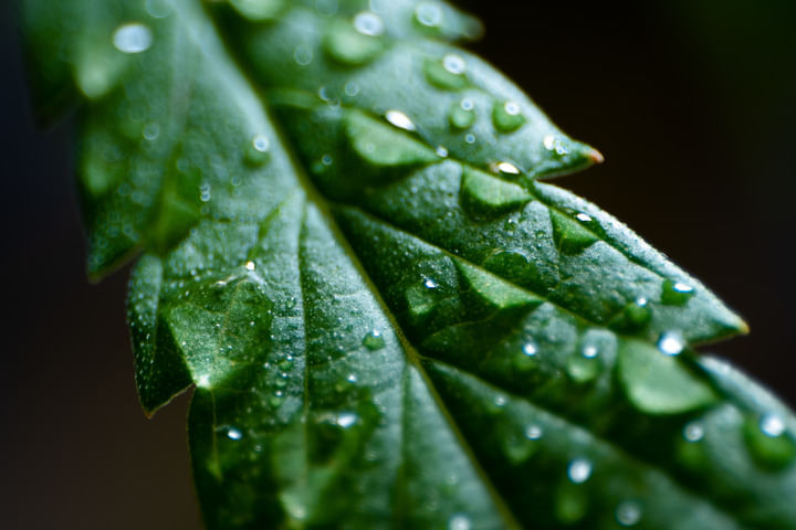 Leaf-with-water-droplets.jpeg