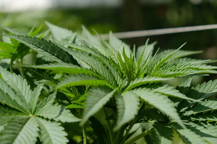 cannabis in vegetative stage