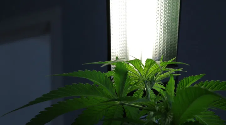 cannabis in veg