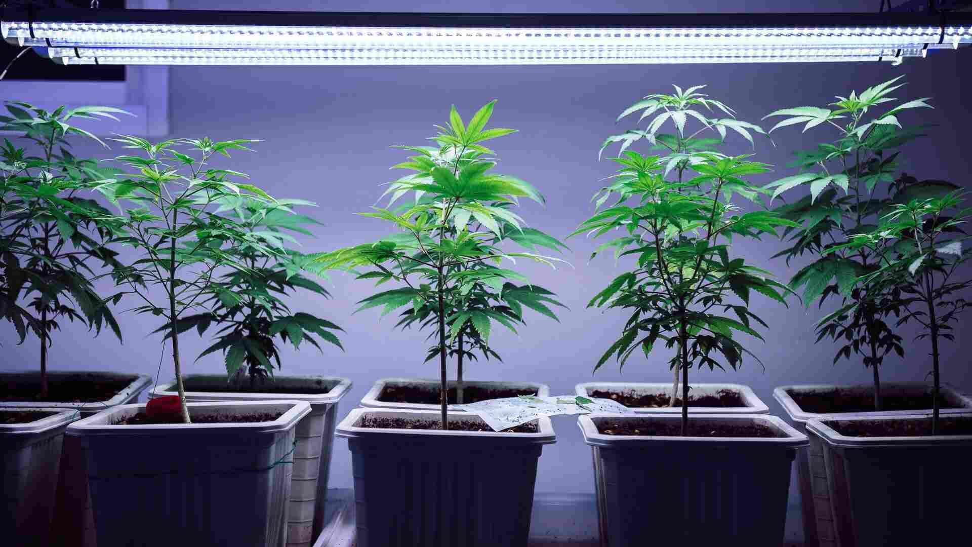 Setting the light to white/blue during vegging