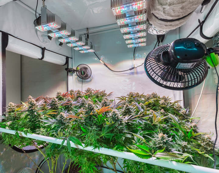 inside a cannabis grow tent