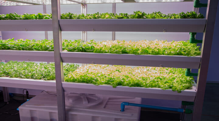 vertical farming example