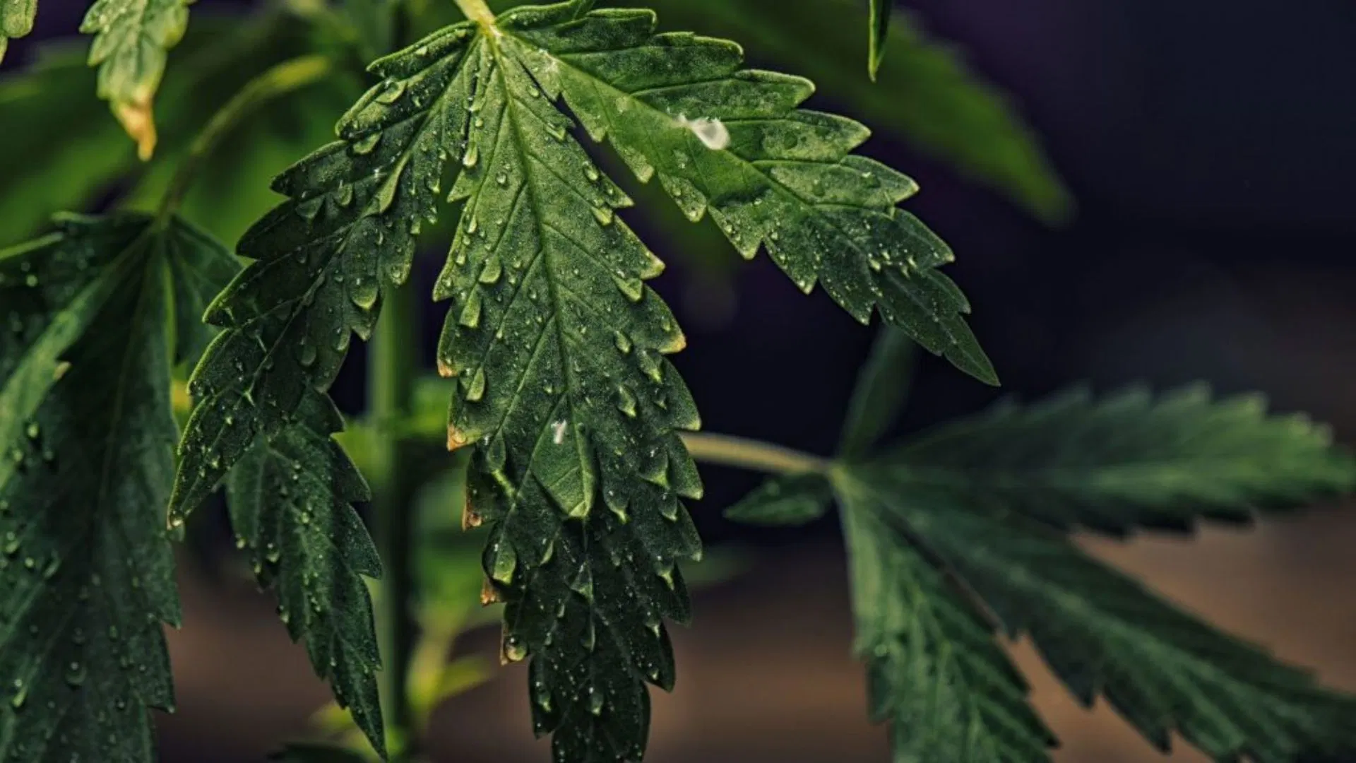 hand watering is best for a closet grow