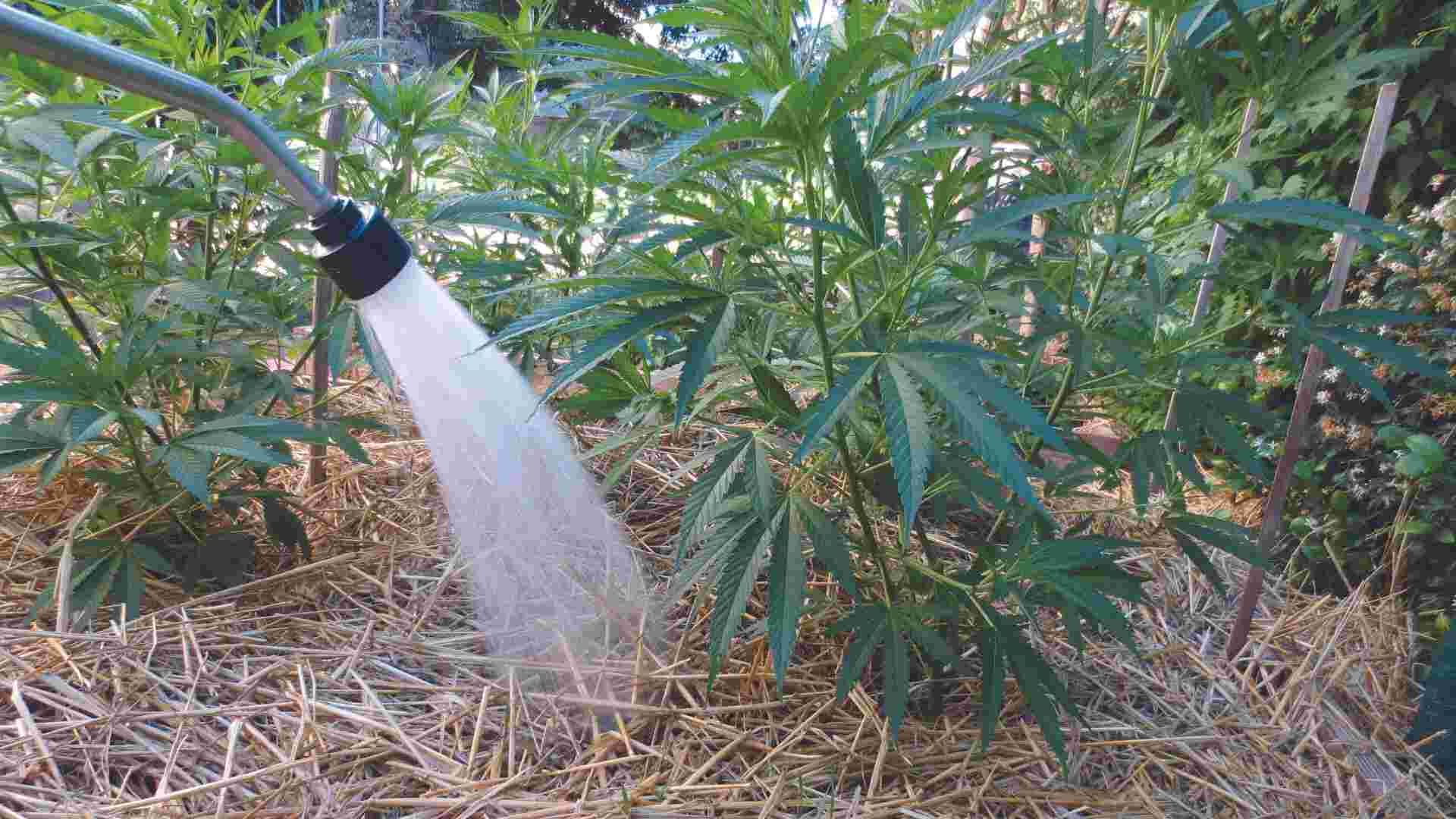 Watering cannabis plants