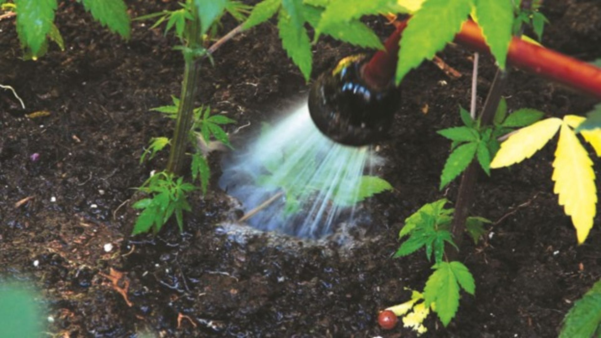 A watering wand with a breaker head adds air to the irrigation water. Cannabis likes a wet/dry schedule in most growing mediums.