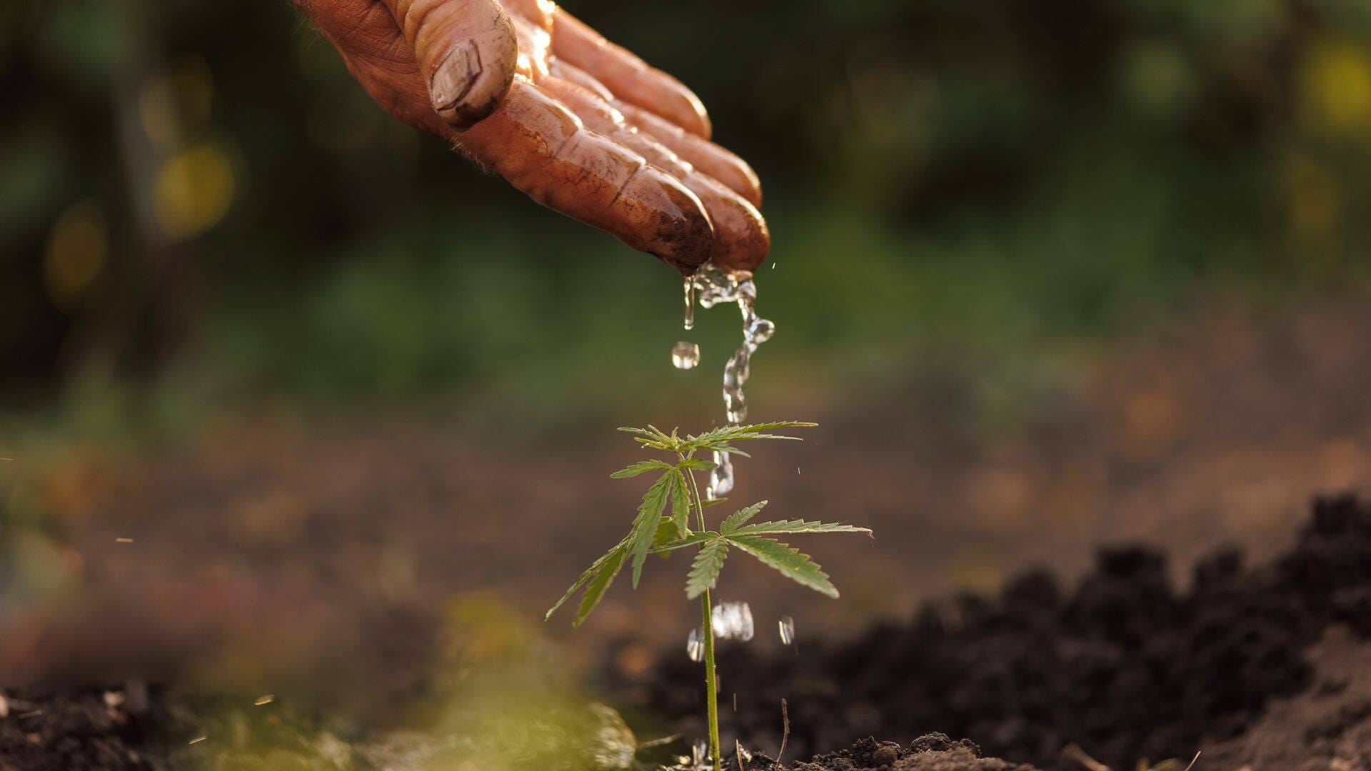 water is a key prinicpal of healthy seedlings