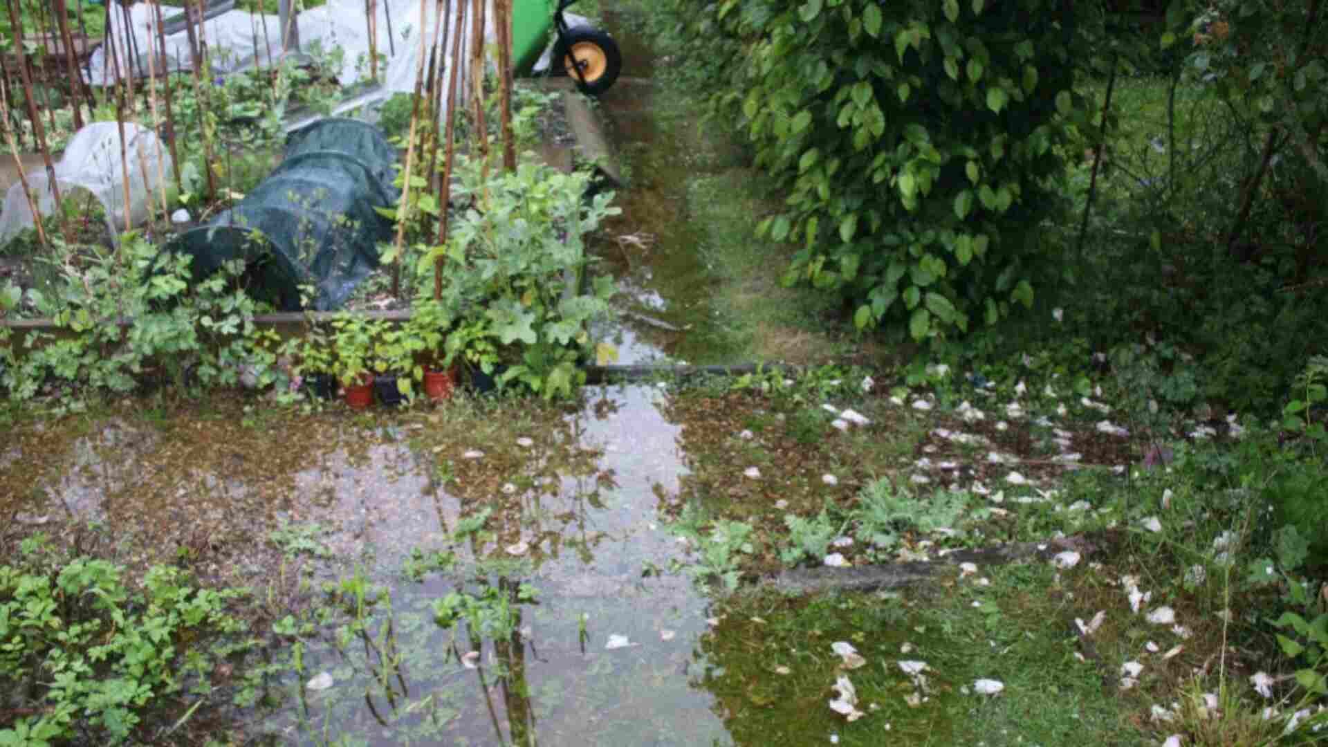 Flooded garden
