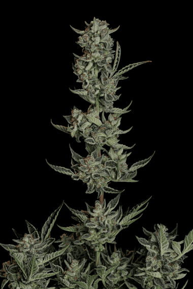 Seedsman Wedding Cake Auto