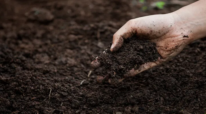 wet soil