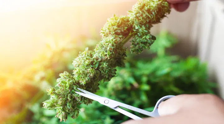 Wet trimming cannabis