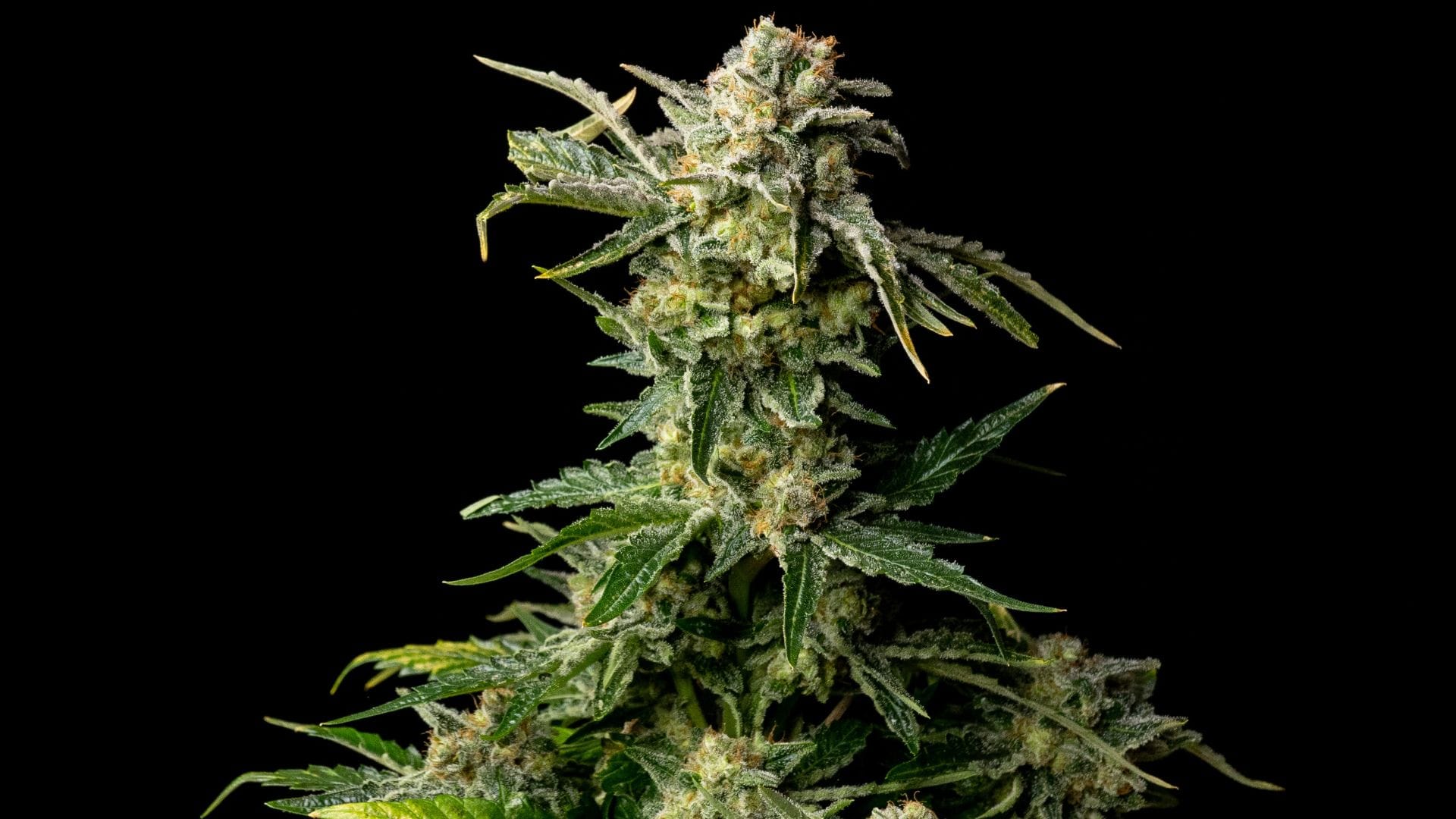 Seedsman White Widow - superb mold resistance