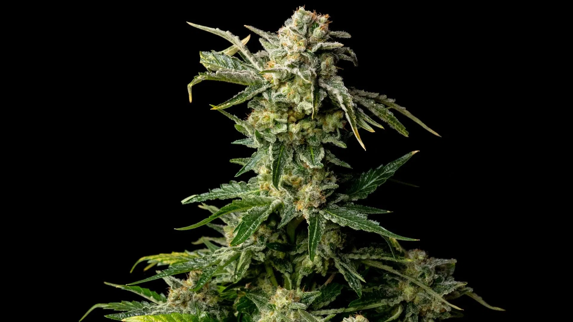 Seedsman White Widow - superb mold resistance
