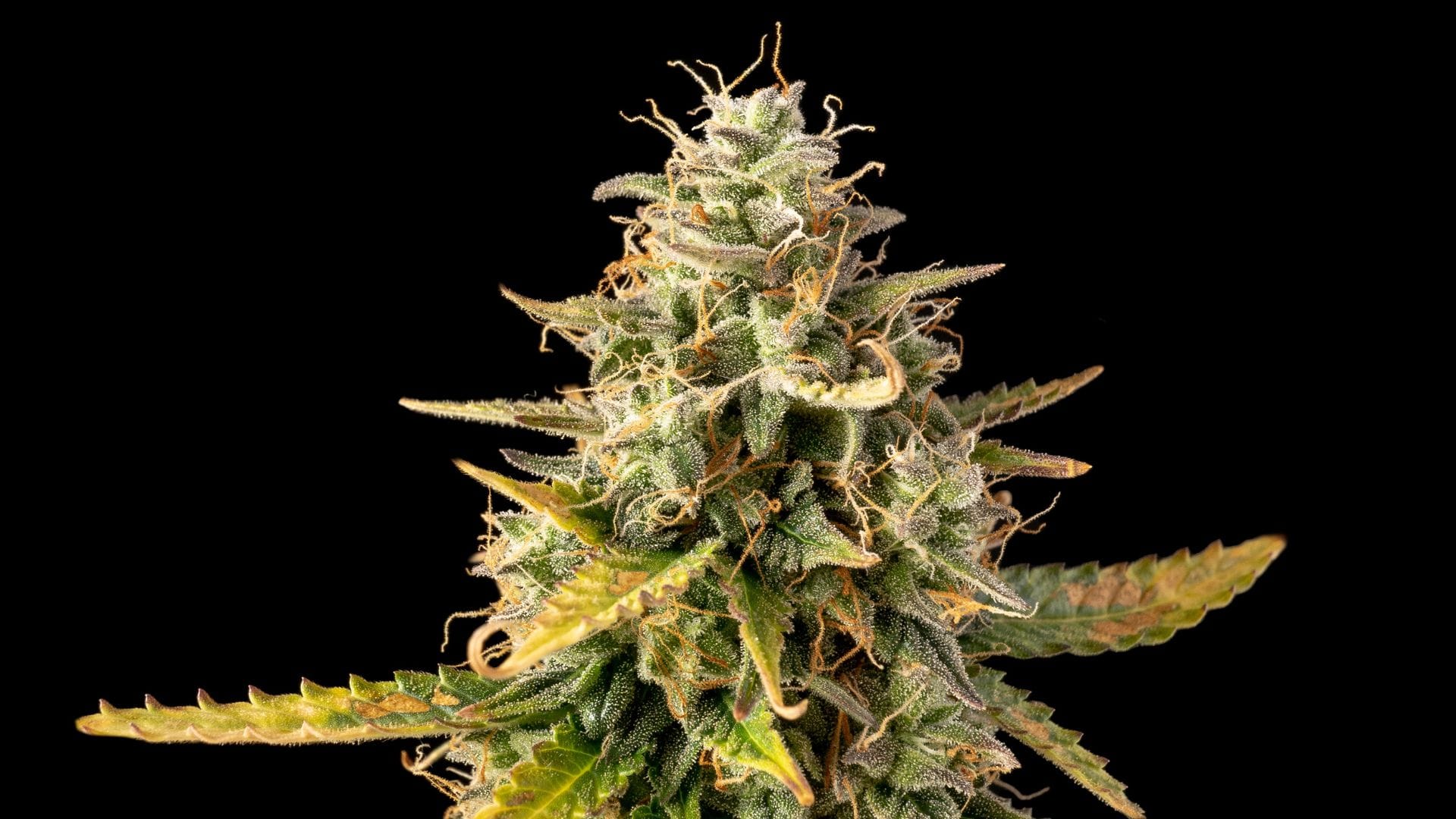 White Widow Auto by Seedsman