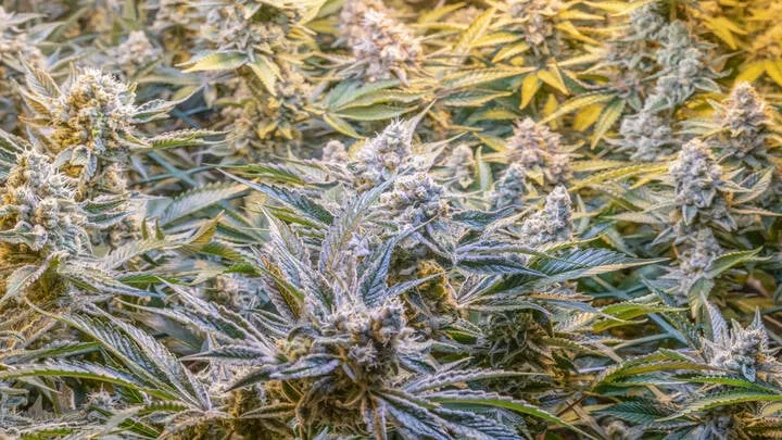 white plants
