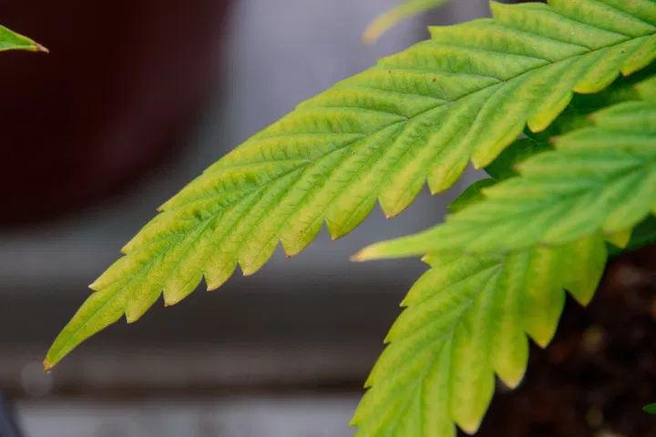 yellowed weed leaf