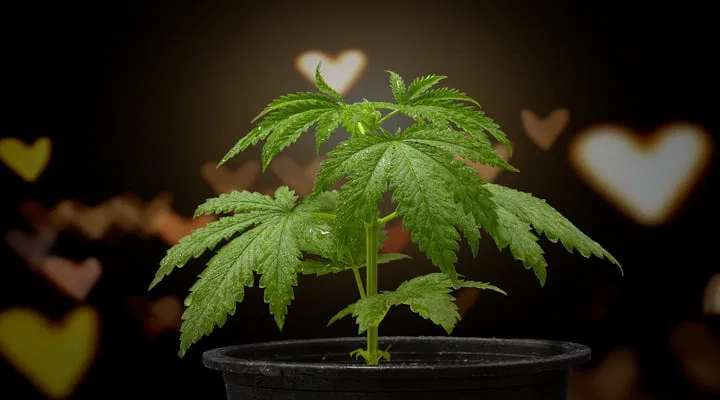 young auto in pot